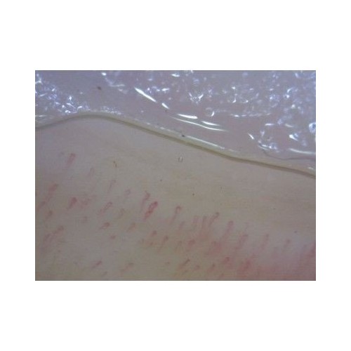 Microscopio digital CapillaryScope 200 Pro