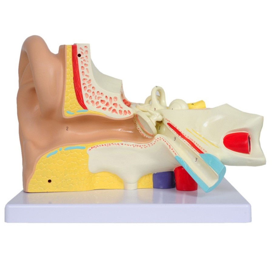 MODELO DE OREJA LÍNEA "VALUE" - 3 partes - 3X