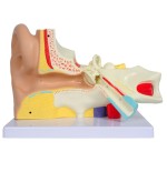 MODELO DE OREJA LÍNEA "VALUE" - 3 partes - 3X