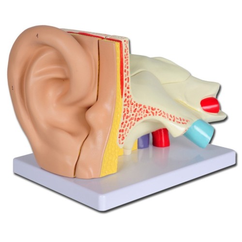 Modelo anatómico de Oreja Línea "VALUE" - 5 piezas - 3X