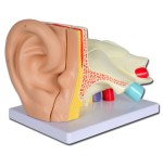 Modelo anatómico de Oreja Línea "VALUE" - 5 piezas - 3X