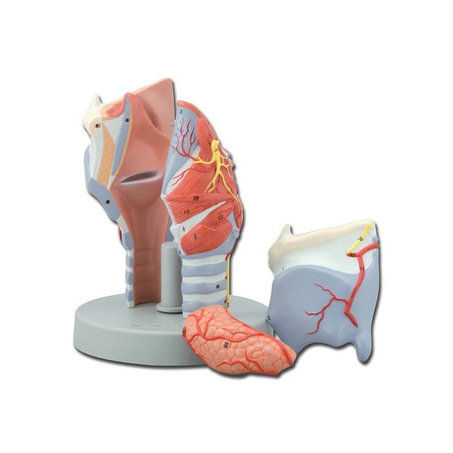 Modelo anatómico Laringe