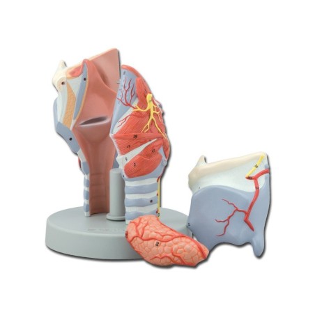 Modelo anatómico Laringe