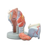 Modelo anatómico Laringe