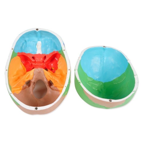 Modelo anatómico de calavera de colores línea "VALUE" - 3 partes - 1X