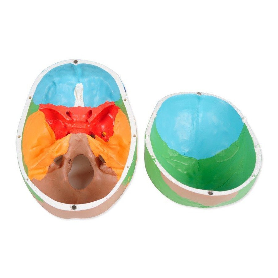 Modelo anatómico de calavera de colores línea "VALUE" - 3 partes - 1X