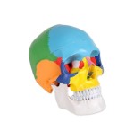 Modelo de calavera de colores línea "VALUE"