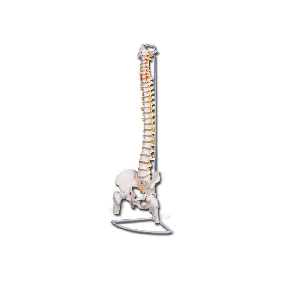 Columna vertebral flexible con cabeza de fémur
