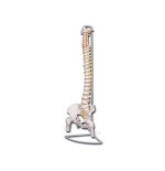Columna vertebral flexible con cabeza de fémur