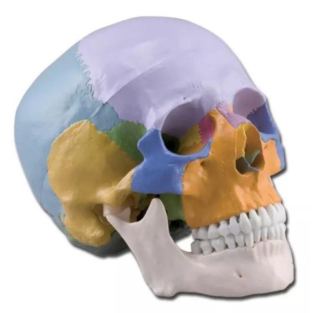 Cráneo humano coloreado.