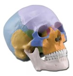 Cráneo humano coloreado.